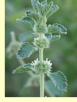 Шандра белая (Marrubium vulgare) Шандра белая (Marrubium vulgare)